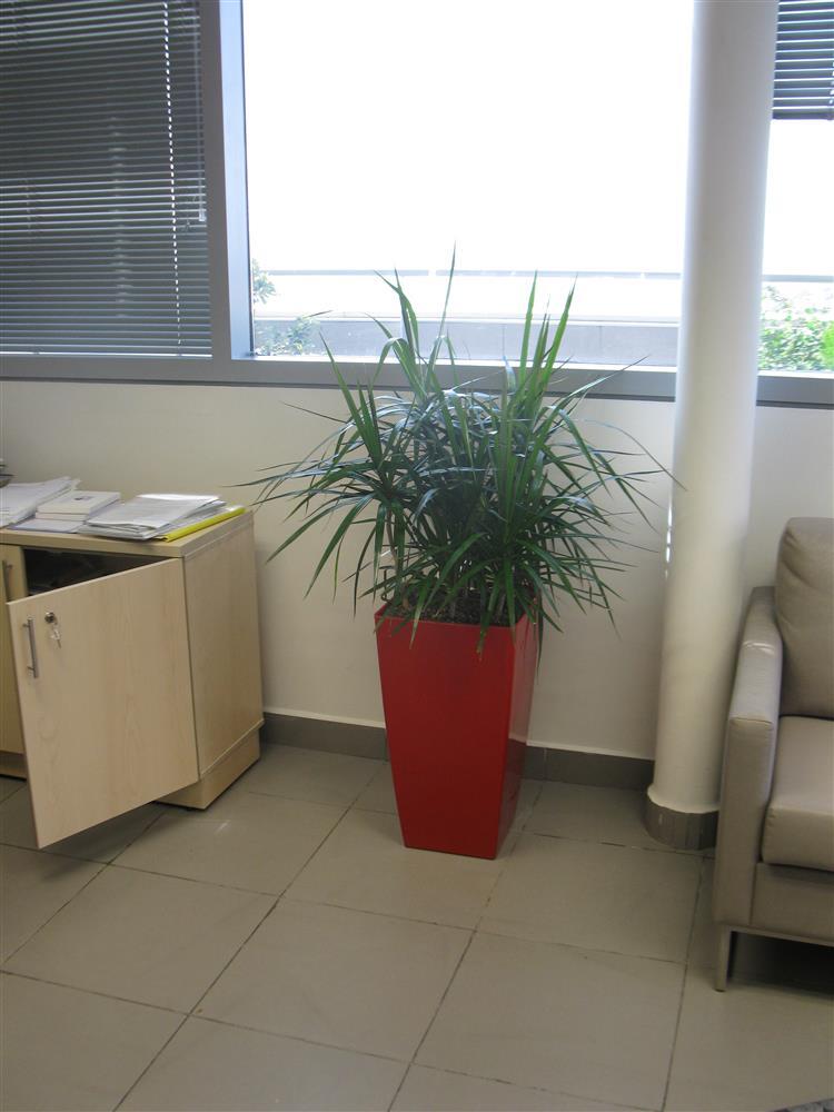 צמחים המתאימים למשרד
